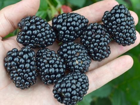 Blackberry variety Loch Tay (Lokhtey): description and characteristics, photo