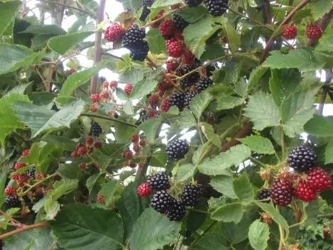 Blackberry variety Loch Tay (Lokhtey): description and characteristics, photo