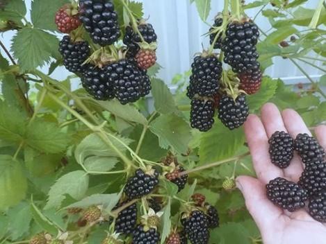 Blackberry variety Loch Tay (Lokhtey): description and characteristics, photo