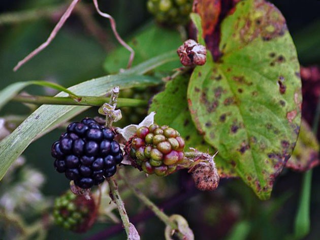 Blackberry variety Loch Tay (Lokhtey): description and characteristics, photo