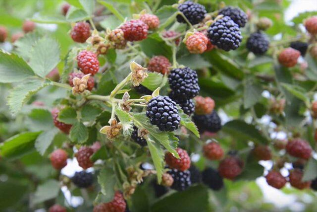 Blackberry variety Osage (Osage): description, characteristics, photo