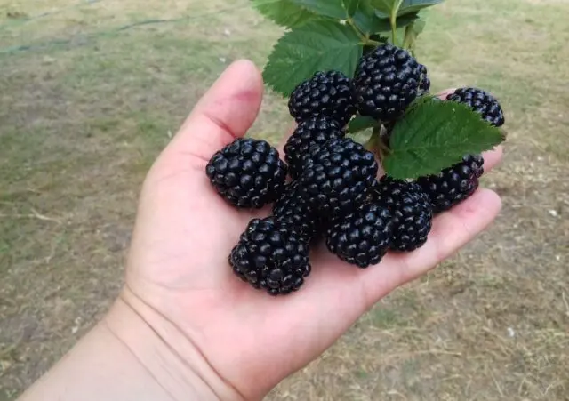 Blackberry variety Osage (Osage): description, characteristics, photo