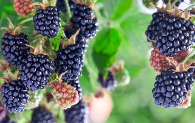 Blackberry variety Osage (Osage): description, characteristics, photo