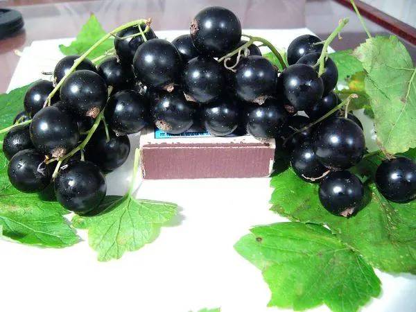 Blackcurrant