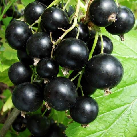 Blackcurrant