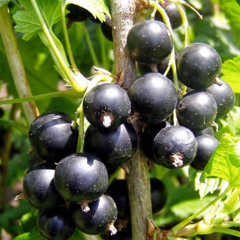 Blackcurrant