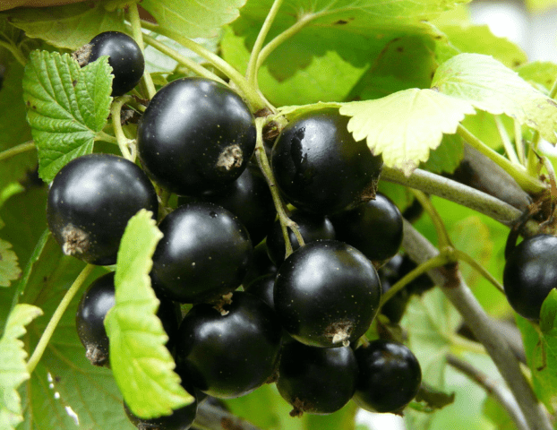 Blackcurrant Altai late: description, planting and care