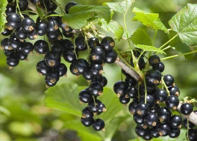 Blackcurrant Altai late: description, planting and care