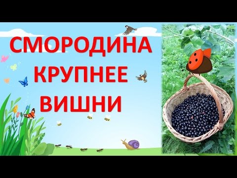 Blackcurrant Altai late: description, planting and care