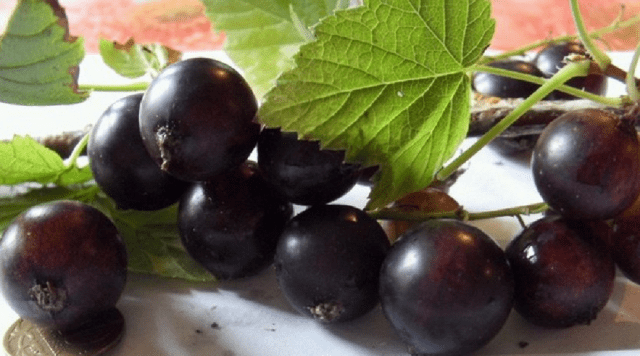 Blackcurrant Arcadia: description, planting and care