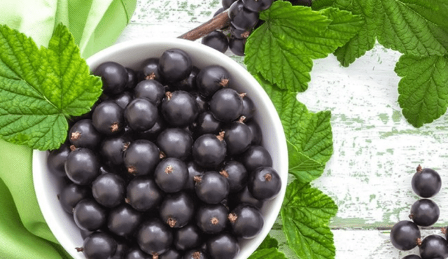 Blackcurrant Arcadia: description, planting and care