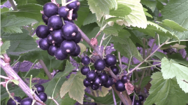 Blackcurrant Arcadia: description, planting and care