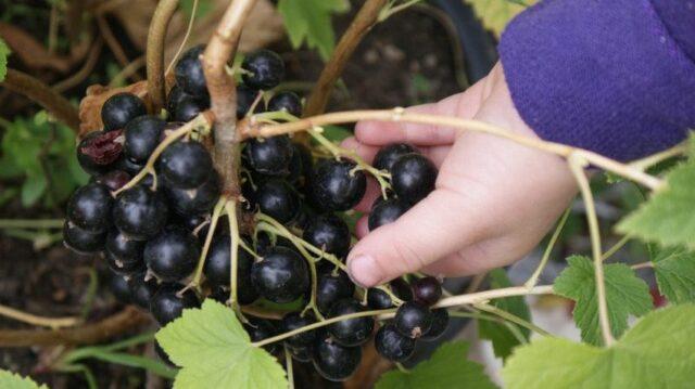 Blackcurrant Arcadia: description, planting and care