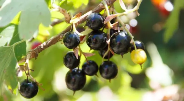 Blackcurrant compote: delicious recipes for the winter and for every day (for now), benefits and harms, calories