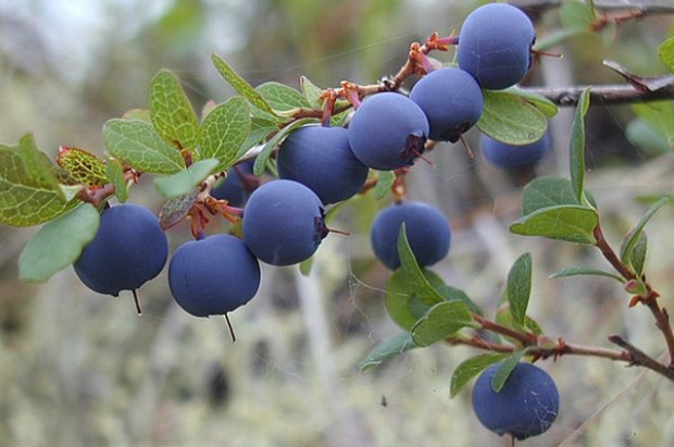 Blackcurrant compote: delicious recipes for the winter and for every day (for now), benefits and harms, calories