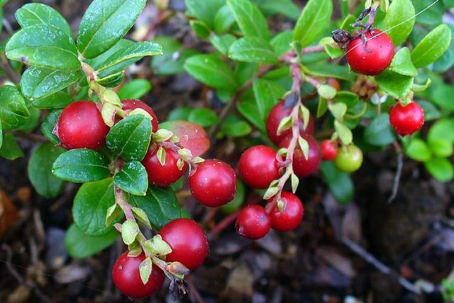 Blackcurrant compote: delicious recipes for the winter and for every day (for now), benefits and harms, calories