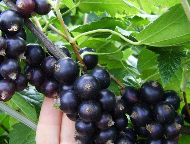 Blackcurrant Dar Smolyaninova: variety description, photos, reviews