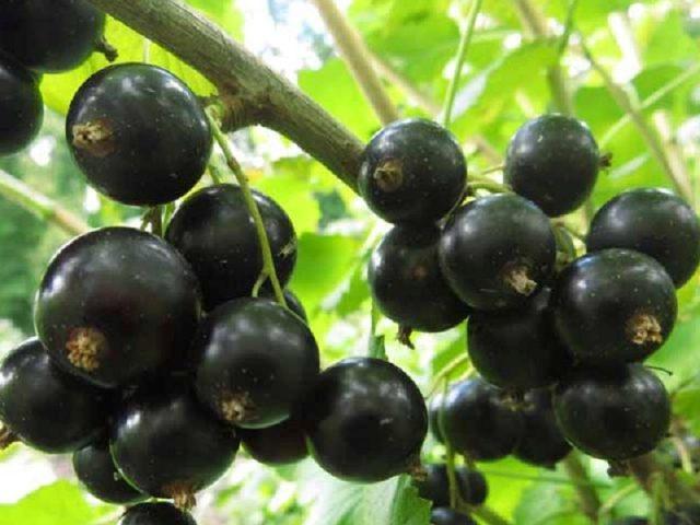 Blackcurrant Dar Smolyaninova: variety description, photos, reviews