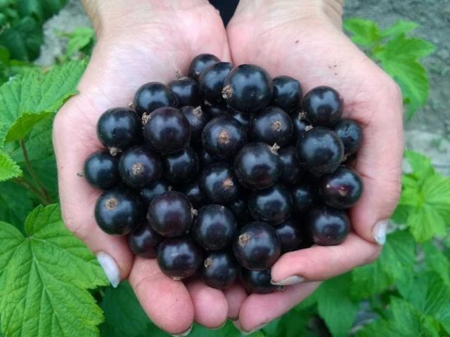 Blackcurrant Dar Smolyaninova: variety description, photos, reviews