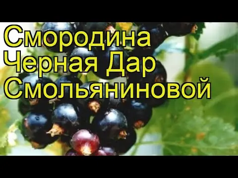 Blackcurrant Dar Smolyaninova: variety description, photos, reviews