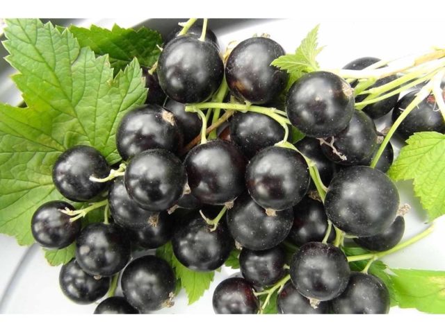 Blackcurrant Delicacy: photo, planting and care, cultivation