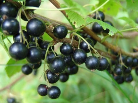 Blackcurrant Delicacy: photo, planting and care, cultivation