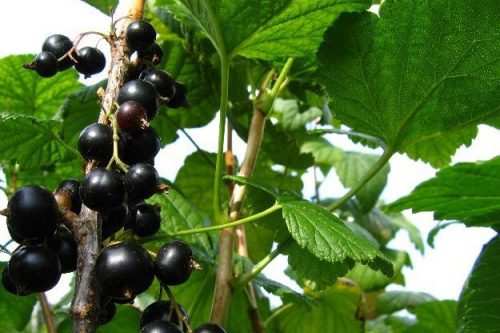 Blackcurrant Delicacy: photo, planting and care, cultivation