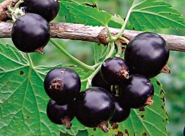 Blackcurrant Delicacy: photo, planting and care, cultivation