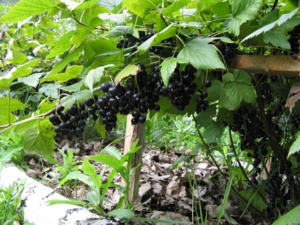 Blackcurrant Delicacy: photo, planting and care, cultivation