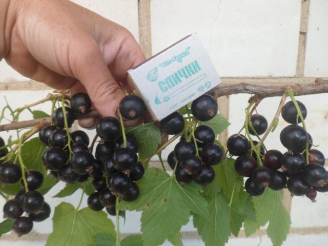 Blackcurrant Delicacy: photo, planting and care, cultivation