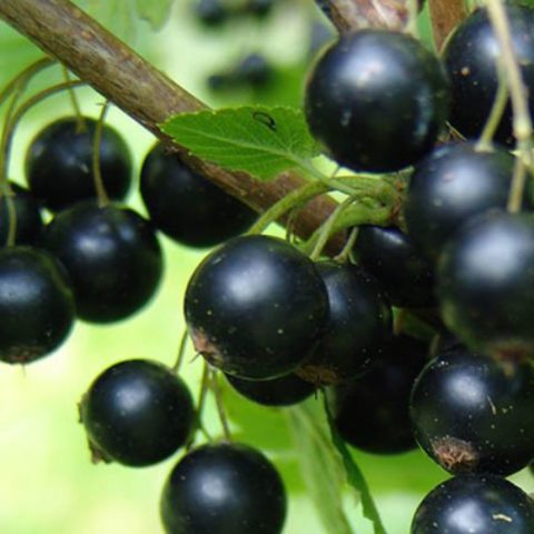 Blackcurrant Dove: reviews, planting and care, cultivation