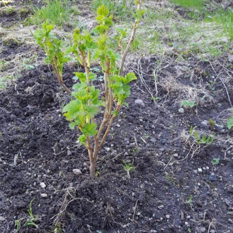 Blackcurrant Dove: reviews, planting and care, cultivation