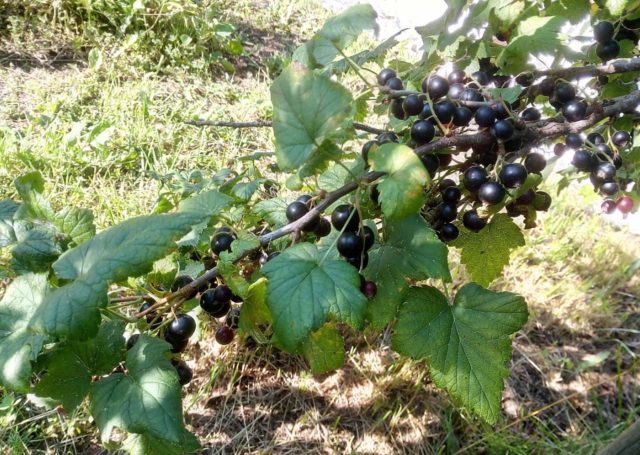 Blackcurrant Dove: reviews, planting and care, cultivation