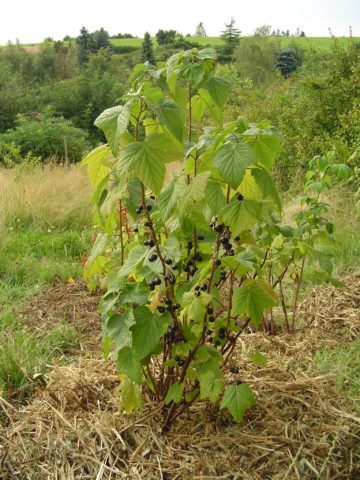 Blackcurrant dries: what to do