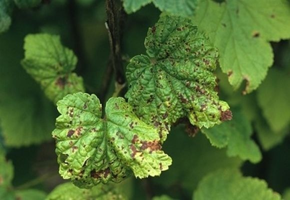 Blackcurrant dries: what to do