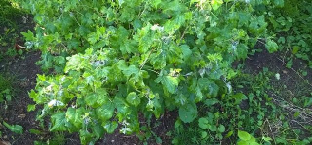 Blackcurrant dries: what to do