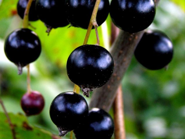 Blackcurrant Enchantress: variety description, photos, reviews