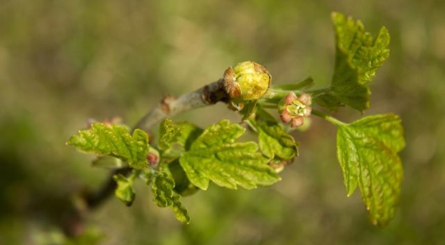 Blackcurrant Enchantress: variety description, photos, reviews