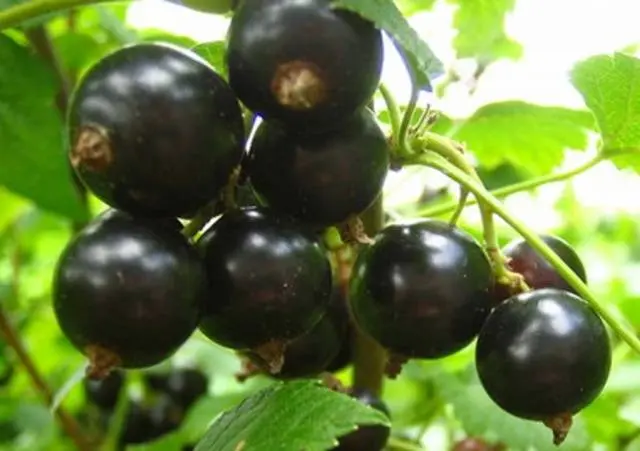 Blackcurrant Exotica
