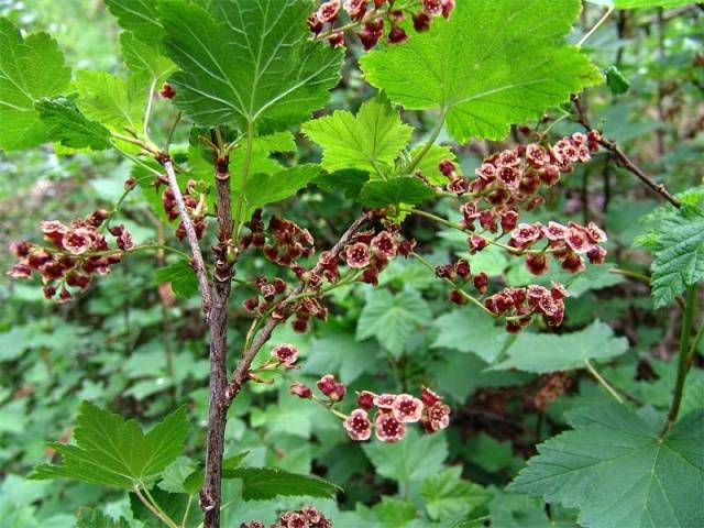 Blackcurrant Exotica