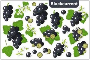 Blackcurrant Exotica