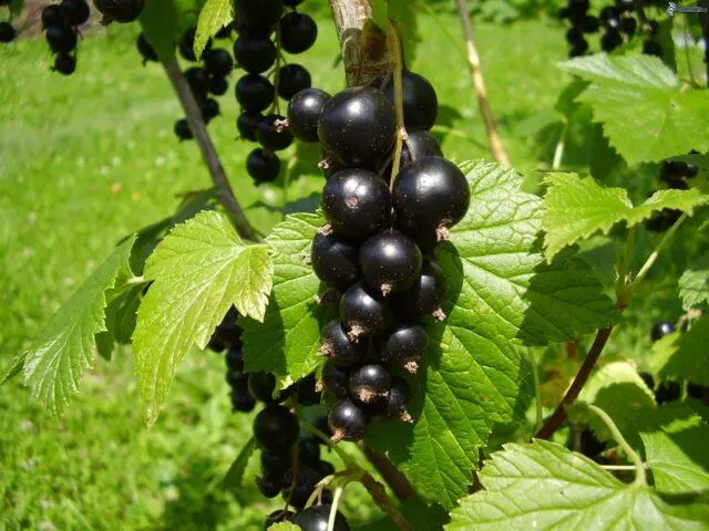 Blackcurrant Galinka: description, size of berries, planting and care