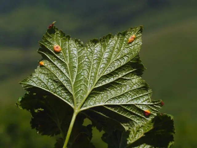 Blackcurrant Galinka: description, size of berries, planting and care