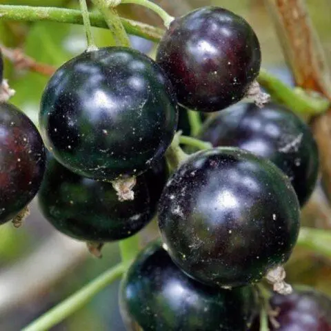 Blackcurrant Galinka: description, size of berries, planting and care