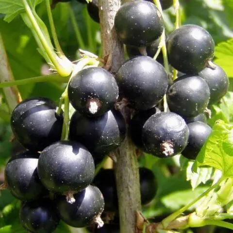 Blackcurrant Galinka: description, size of berries, planting and care