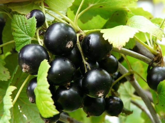 Blackcurrant Gross