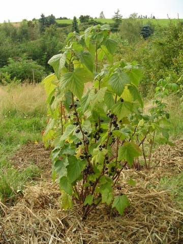 Blackcurrant Gross