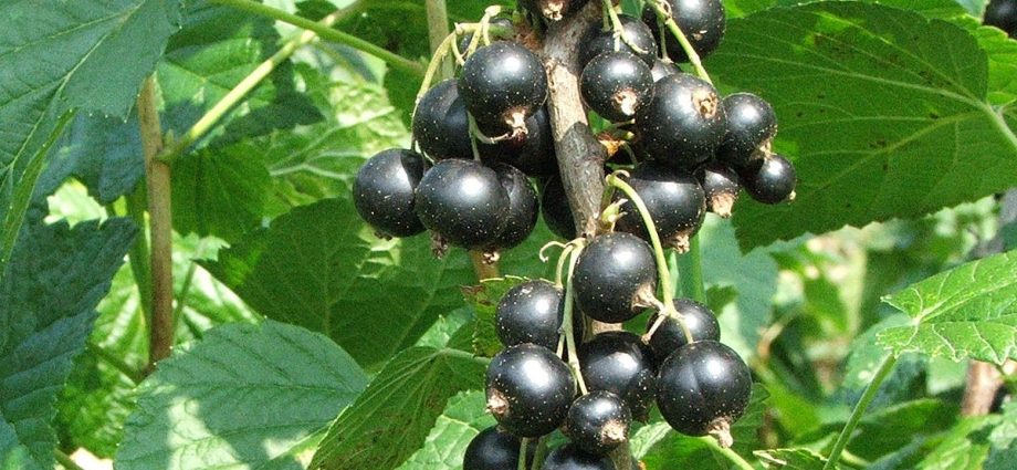 Blackcurrant Gross