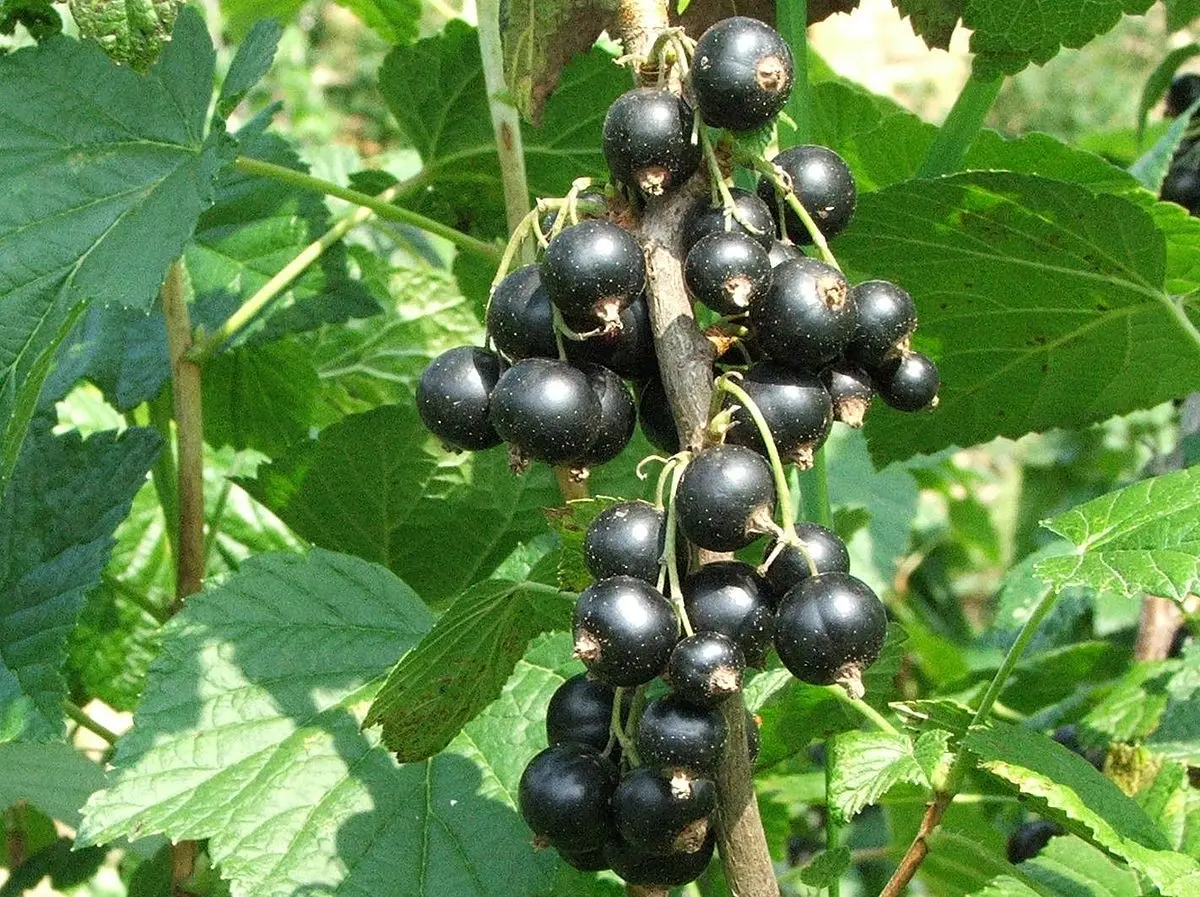 Blackcurrant Gross