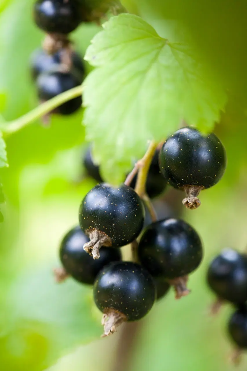 Blackcurrant Gulliver